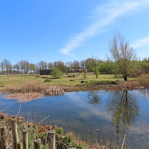 Cheetah Enclosure at ZSL Whipsnade Zoo