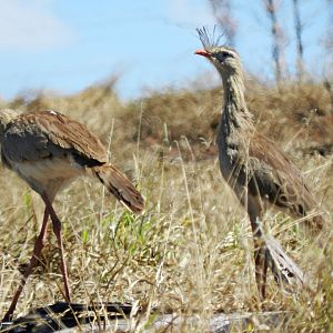 Red-legged seriemas - Vespasiano, MG Brazil