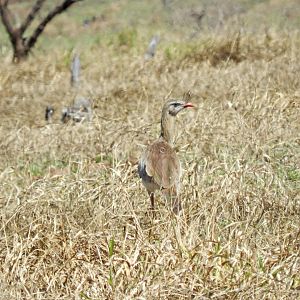 Red-legged seriema - Vespasiano, MG Brazil