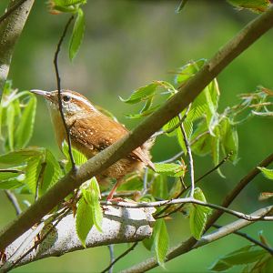 Brandywine Creek State Park - Carolina Wren