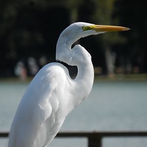 Great white heron - Lagoa Santa, MG Brazil