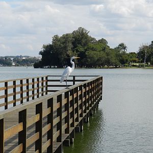 Great white heron - Lagoa Santa, MG Brazil