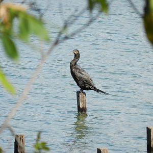Neotropic cormorant - Lagoa Santa, MG Brazil