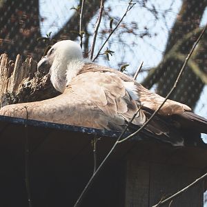 Western eurasian griffon vulture (Gyps fulvus fulvus), 2021-04-20