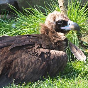Cinereous vulture (Aegypius monachus), 2021-04-20