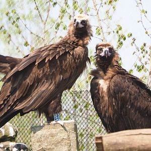 Cinereous vultures (Aegypius monachus), 2021-04-20