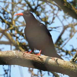 Red-billed chough (Pyrrhocorax pyrrhocorax), 2021-04-20