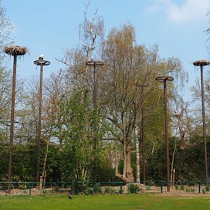 New European white stork nests on poles, 2021-04-20