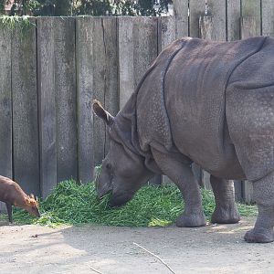 Indian rhinoceros bull Gujarat (Rhinoceros unicornis) and Reeves' muntjacs (Muntiacus reevesi), 2021-04-20