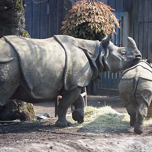 Indian rhinoceroses Karamat and Vaiana (Rhinoceros unicornis), 2021-04-20