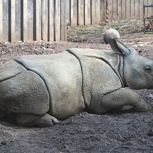 Juvenile Indian rhinoceros Vaiana (Rhinoceros unicornis), 2021-04-20