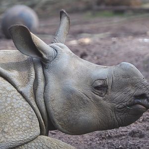 Juvenile Indian rhinoceros Vaiana (Rhinoceros unicornis), 2021-04-20