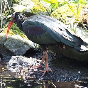 Waldrapp (Geronticus eremita), 2021-04-20