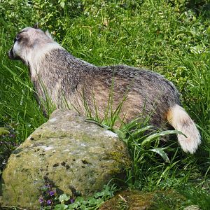 European badger (Meles meles meles), 2021-04-20
