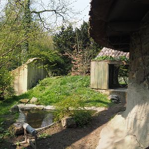 European badger exhibit (Former raccoon exhibit), 2021-04-20