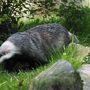 European badger (Meles meles meles), 2021-04-20