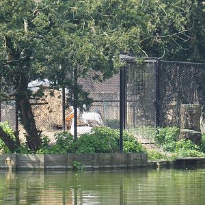 Great white pelican holding aviary, 2021-04-20