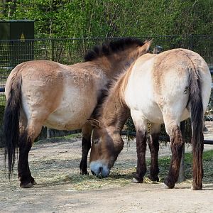 Przewalski's horses (Equus ferus przewalskii), 2021-04-20
