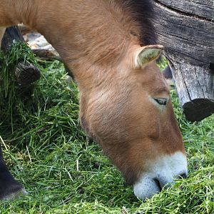 Przewalski's horse (Equus ferus przewalskii), 2021-04-20