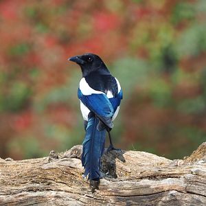 Wild Eurasian magpie (Pica pica pica), 2021-04-20
