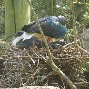 Straw-necked ibis on nests (Threskiornis spinicollis), 2021-04-20