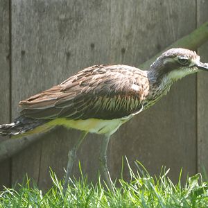 Bush thick-knee (Burhinus grallarius), 2021-04-20