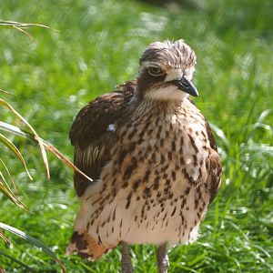 Bush thick-knee (Burhinus grallarius), 2021-04-20