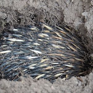 South-east Australian short-beaked echidna (Tachyglossus aculeatus aculeatus), 2021-04-20