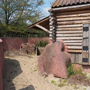 Second South-east Australian short-beaked echidna exhibit (Formerly wombat and dusky pademelon), 2021-04-20