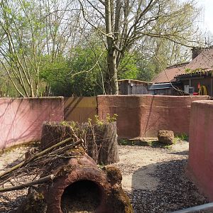 Second South-east Australian short-beaked echidna exhibit (Formerly wombat and dusky pademelon), 2021-04-20