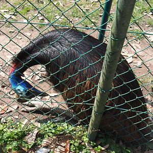 Sitting Double-wattled cassowary (Casuarius casuarius), 2021-04-21