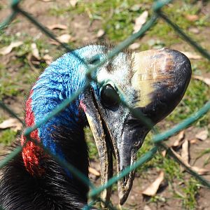 Double-wattled cassowary (Casuarius casuarius), 2021-04-21