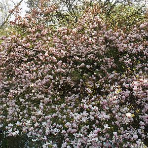 Flowering Magnolia x soulangeana, 2021-04-21