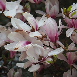 Magnolia x soulangeana flowers, 2021-04-21