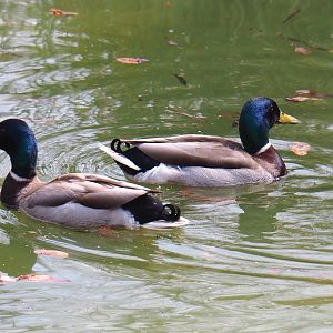 Wild Mallard drakes (Anas platyrhynchos), 2021-04-21
