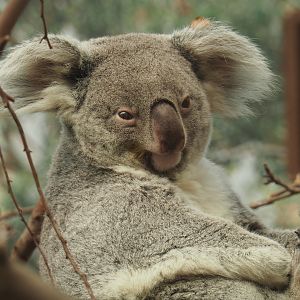 Queensland koala (Phascolarctos cinereus adustus), 2021-04-21
