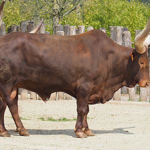 Ankole-Watusi bull (Bos taurus indicus), 2021-04-21