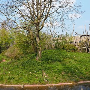 Bonobo island, 2021-04-21