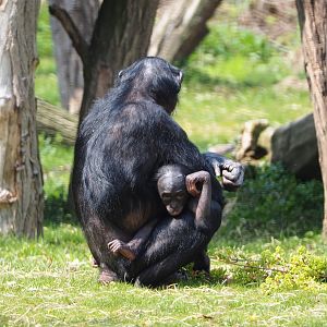 Bonobos (Pan paniscus), 2021-04-21