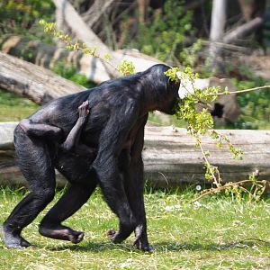 Bonobos (Pan paniscus), 2021-04-21