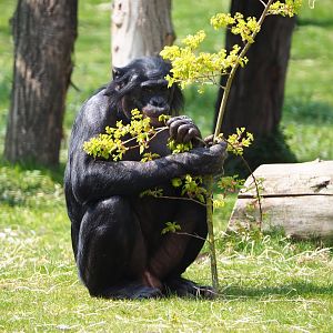 Bonobo (Pan paniscus), 2021-04-21