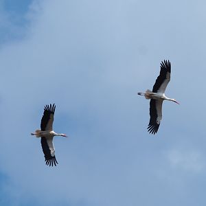 Flying European white storks (Ciconia ciconia), 2021-04-21