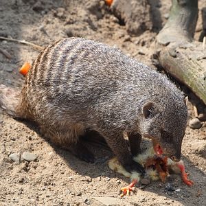 Banded mongoose (Mungos mungo), eating one-day chick, 2021-04-21