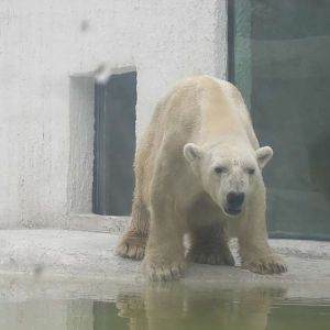 Rare Photo：Xiao Bei The Polar Bear