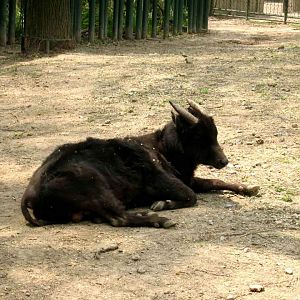 Rare Photo：Lowland Anoa