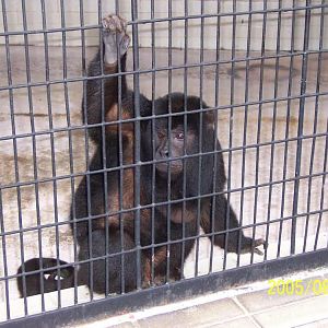 Rare Photo：Black Howler Monkey