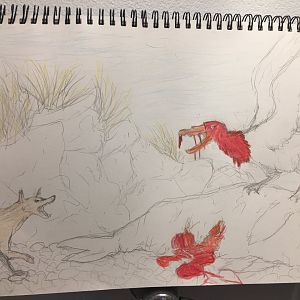 Warrah Vs Giant Petrel