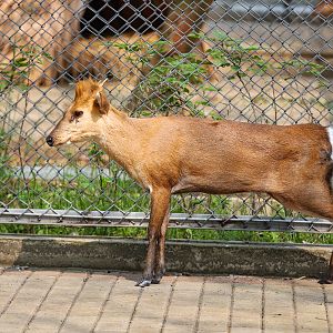 Hefei Wildlife Park - Black muntjac (golden)