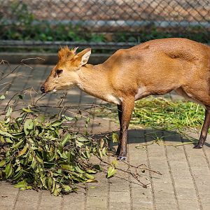 Hefei Wildlife Park - Black muntjac (golden)