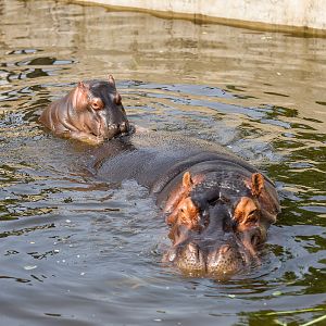 Hefei Wildlife Park - Mother and Child